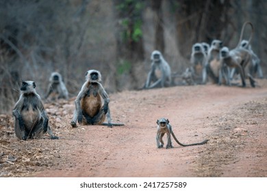 A group Gray langurs, also called Hanuman langurs or Hanuman monkeys (Semnopithecus). Bandhavgarh National Park in India.  - Powered by Shutterstock