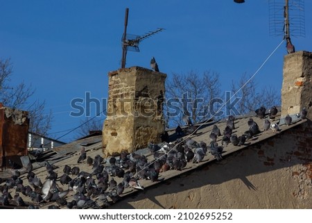 A group of gray pigeons are sitting on the roof of an old house.