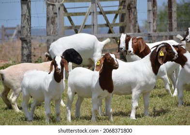 656 Goat brazil Images, Stock Photos & Vectors | Shutterstock