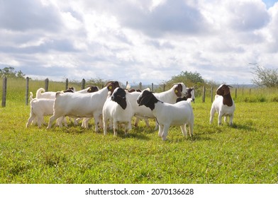 A group of great Boer goats grazing on the farm's green pastures	