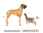 Group of Great Dane dog and Ragdoll cat standing side way isolated on white studio background portrait