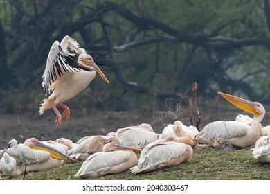 A group of Great white pelican or Rosy pelican (Pelecanus onocrotalus) in an island at Keoladeo National Park, Bharatpur, Rajasthan, India - Shutterstock ID 2040303467