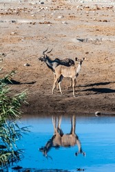 A Group Of Greater Kudu -Tragelaphus Strepsiceros- Walking Nervously Around A Waterhole In Etosha National Park, Namibia.