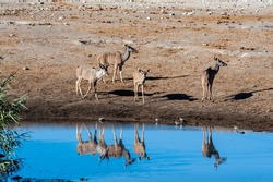 A Group Of Greater Kudu -Tragelaphus Strepsiceros- Walking Nervously Around A Waterhole In Etosha National Park, Namibia.