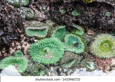 Group of green anemone in tide pool