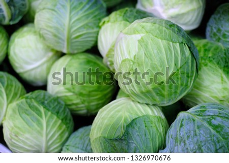 Group of green cabbages in a supermarket, Cabbage background, Fresh cabbage from farm field, a lot of cabbage at market place, Green cabbage for sale at a farmer's market stall, Healthy concept.