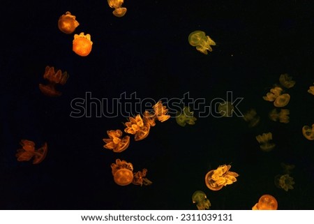 Group of green fluorescent jellyfish swimming underwater aquarium pool. The Lychnorhiza lucerna marble jellyfish in dark water, ocean. Theriology, tourism, diving, undersea life.