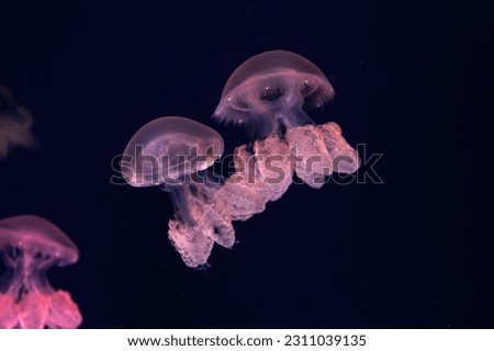 Group of green fluorescent jellyfish swimming underwater aquarium pool. The Lychnorhiza lucerna marble jellyfish in dark water, ocean. Theriology, tourism, diving, undersea life.