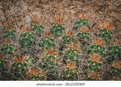 Group of green hedgehog cacti with sharp red and white spines growing tightly together against a natural stone wall.