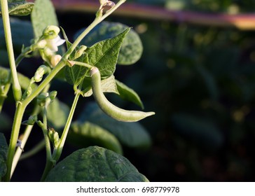 Group Of Green Kidney Bean Field. Soy Sprouts.