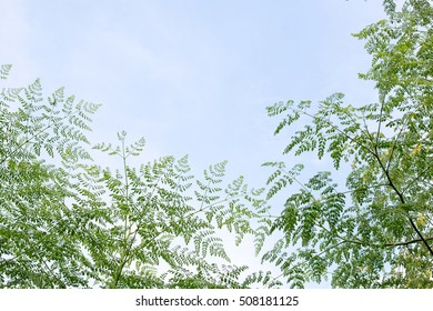 group of green leaf and sky,cloud and blue sky,green leaf from garden,green leaf make oxygen,copy space
