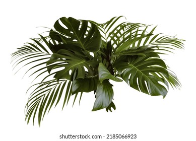 Group Green leaves tropical foliage plant bush of philodendron, dracaena and fern floral arrangment nature backdrop isolated on white background, clipping path included. - Shutterstock ID 2185066923