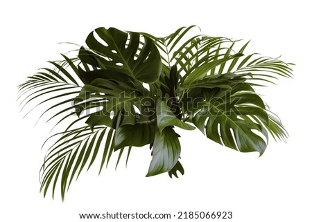 Group Green leaves tropical foliage plant bush of philodendron, dracaena and fern floral arrangment nature backdrop isolated on white background, clipping path included.