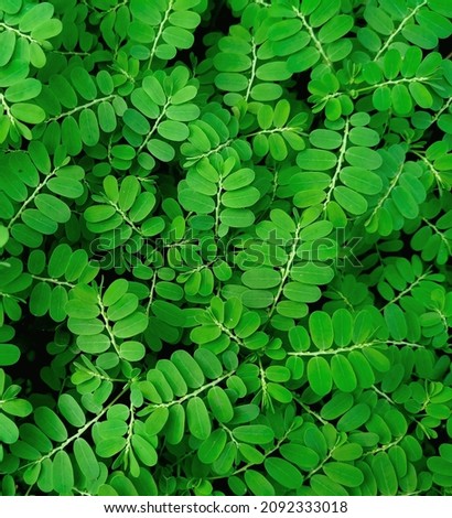 A group of green leaves of the tropical plants Phyllanthus niruri grow in coastal areas. The plant is known as the gale of the wind, stonebreaker, or seed-under-leaf plant. 