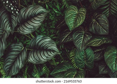 A group of green leaves of various varieties, dark tones. Tropical pine forest background or pattern with green leaves.