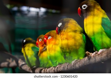 Group  of green small parrots sitting on a branch