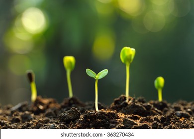 Group of green sprouts growing out from soil
 - Shutterstock ID 363270434