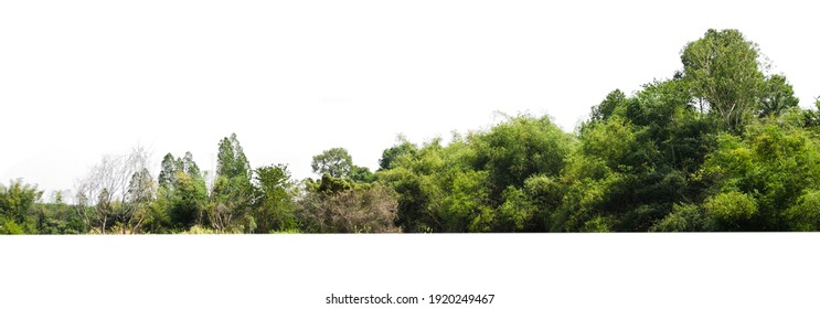 Group Green Tree Isolate On White Background