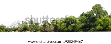 group green tree isolate on white background