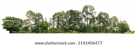 group green tree isolate on white background