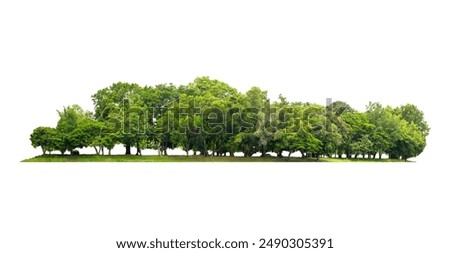 group green tree isolate on white background. Cutout tree line. Row of green trees and shrubs in summer isolated on white background. ForestScene. High quality clipping mask. Forest and green foliage.