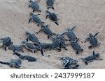 Group of green turtle hatchlings on the beach. Many baby turtles going out of the nest, walking on the sand to the ocean. Magical wildlife moment. Ningaloo national park in Exmouth, Western Australia.