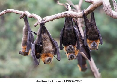 Group Of Grey Headed Flying Foxes Hanging In The Trees