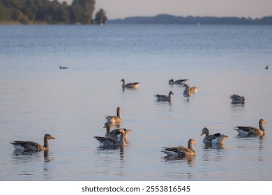 A group of greylag geese swimming in a lake in the late evening sun - Powered by Shutterstock