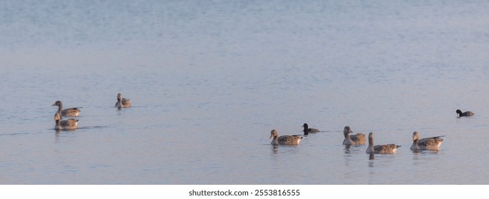 A group of greylag geese swimming in a lake in the late evening sun - panorama - Powered by Shutterstock