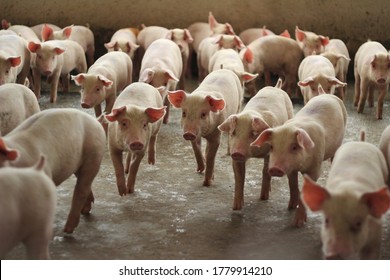 Group Of Grower Pig In Fattening Unit Of Large Commercial Swine Farm