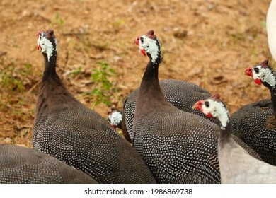 Guinea fowl gray Images, Stock Photos & Vectors | Shutterstock