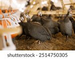 A group of guinea fowls on a poultry farm pecking at a feeder. Growing guinea fowls on a poultry farm, egg production