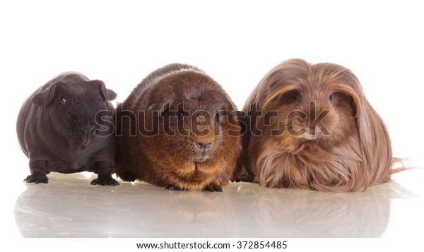 Group Guinea Pig Different Breeds Agouti Animals Wildlife Stock