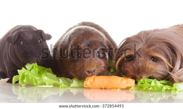 Group Guinea Pig Different Breeds Agouti Stock Photo Edit Now