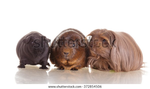 Group Guinea Pig Different Breeds Agouti Stock Photo Edit Now