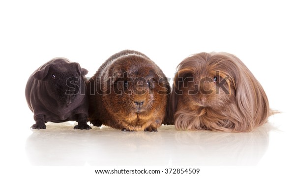 Group Guinea Pig Different Breeds Agouti Stock Photo Edit Now