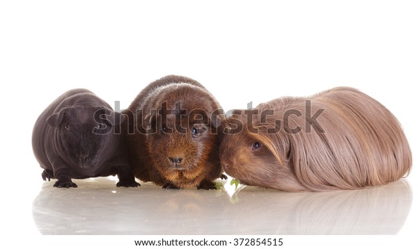 Group Guinea Pig Different Breeds Agouti Stock Photo Edit Now