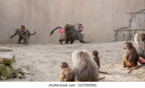 A group of Hamadryas baboons in a concrete enclosure at a zoo