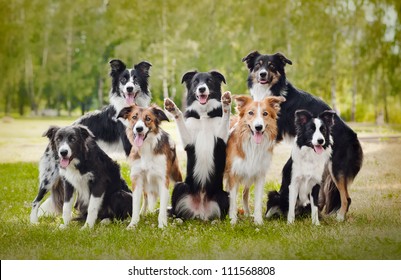 Group Of Happy Dogs Border Collies On The Grass In Summer