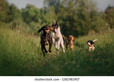 Group Of Happy Dogs Running After Each Other On Grass