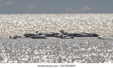 Group of Harbor Seals basking on a submerged ledge in the ocean with reflecting sunlight - Powered by Shutterstock