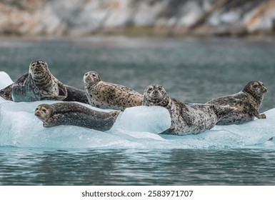 Grupo de focas de puerto que descansan en un iceberg flotante en las aguas glaciares de Alaska. Una impresionante escena de vida silvestre que captura la vida marina del Ártico y la belleza de la remota naturaleza salvaje de Alaska.