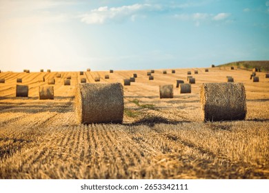 A group of haystack rolls left in a field after harvesting grain crops