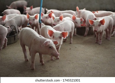 A Group Of Healthy Fattening Pigs In Concrete Pig Pens In A Large Commercial Swine Farm