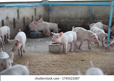 A Group Of Healthy Fattening Pigs In Concrete Pig Pens In A Large Commercial Swine Farm