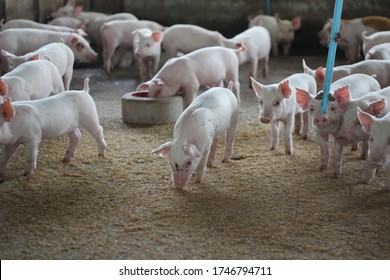 A Group Of Healthy Fattening Pigs In Concrete Pig Pens In A Large Commercial Swine Farm