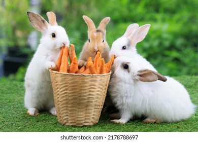 Group of healthy lovely baby bunny easter rabbits eating food, carrot, grass on green garden nature background. Cute fluffy rabbits sniffing, looking around, nature life. Symbol of easter day. - Powered by Shutterstock
