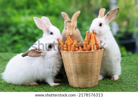 Group of healthy lovely baby bunny easter rabbits eating food, carrot, grass on green garden nature background. Cute fluffy rabbits sniffing, looking around, nature life. Symbol of easter day.
