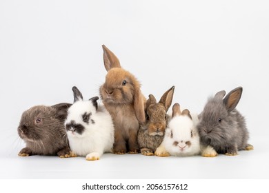 Group of healthy Lovely bunny easter fluffy rabbits, Many color baby rabbit on posing on white background. The Easter hares. Close - up of a rabbit.