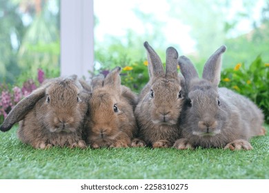 Group of healthy Lovely bunny easter fluffy rabbits, healthy  adult  rabbit on garden with flowers and green grass nature background. The Easter brown hares. symbol of easter day. - Shutterstock ID 2258310275